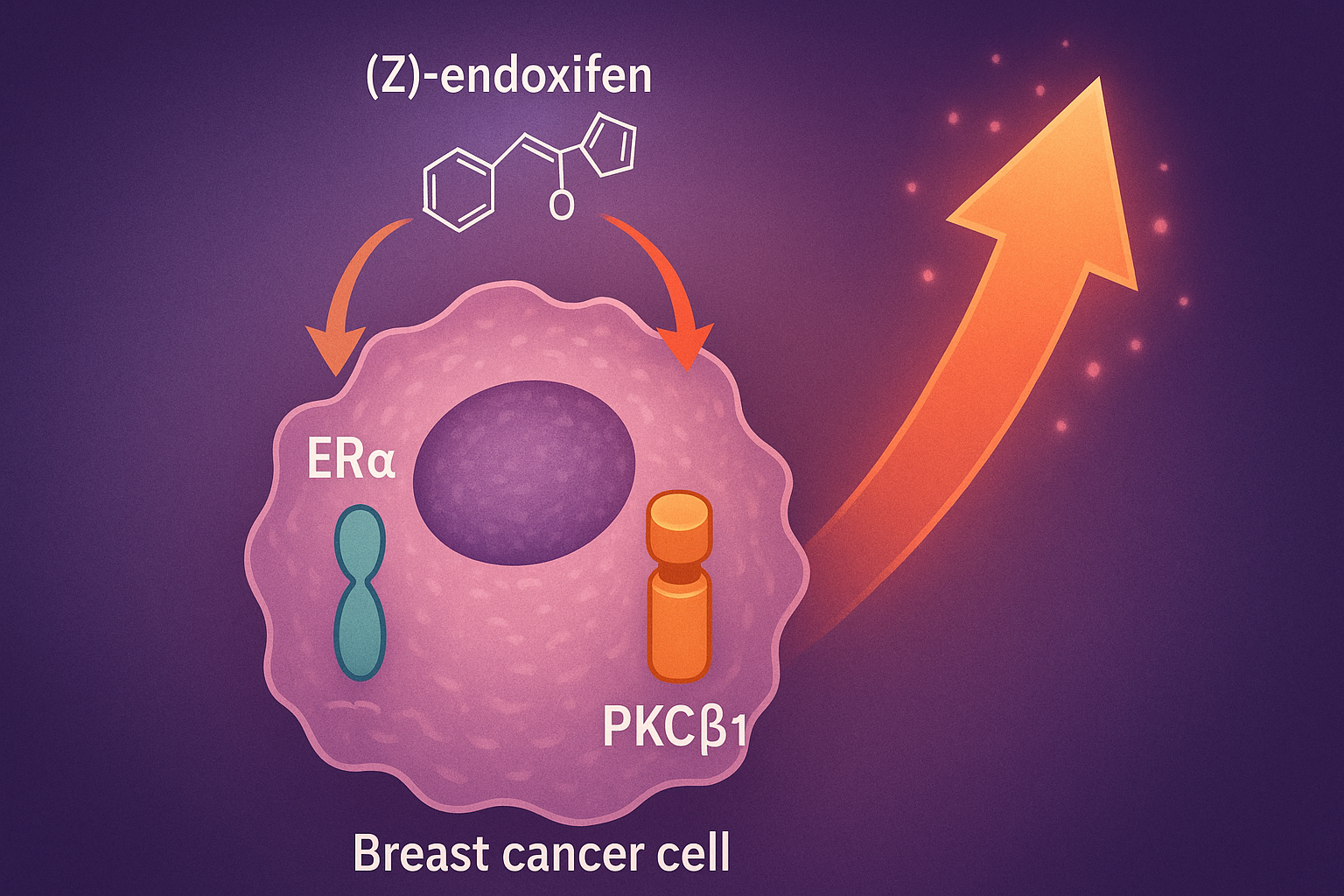 A dynamic graphic illustrating (Z)-endoxifen's dual-targeting mechanism on ERα and PKCβ1 within a breast cancer cell, with an upward arrow or intensifying effect indicating the planned dose escalation for future, more potent therapeutic impact.